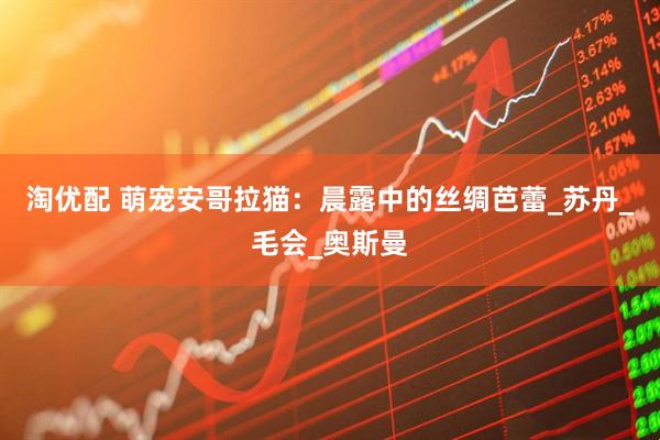 淘优配 萌宠安哥拉猫：晨露中的丝绸芭蕾_苏丹_毛会_奥斯曼